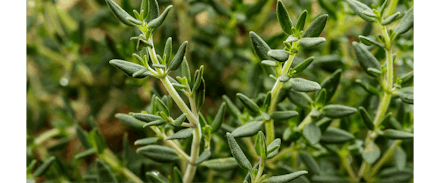 Thyme | 5 for £10